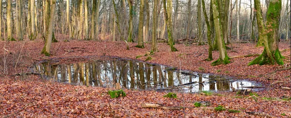 Autumn Forest Tree Trunks Pond Puddle Rain Nature Brown Autumn — Stockfoto