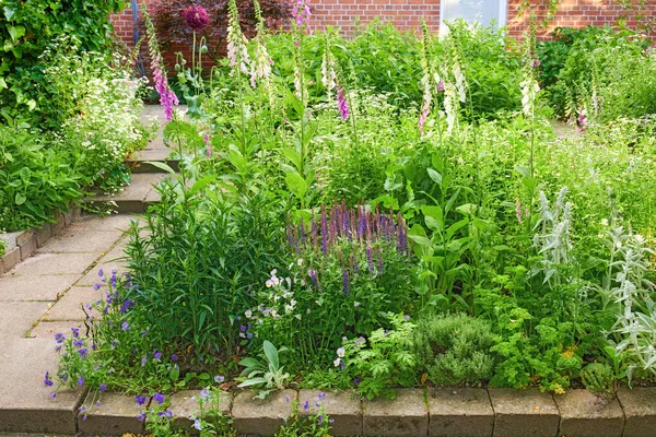 Salvia Nemorosa Flower Growing Garden Summer Beautiful Flowering Plants Blooming —  Fotos de Stock