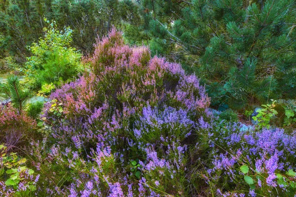 Garden Closeup Lavandula Lavender Lamiaceae Species Vibrant Petals Nature Aromatic — Stok fotoğraf