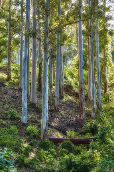 Wild Trees Growing Forest Green Plants Shrubs Scenic Landscape Tall — Foto de Stock