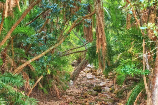 Hidden Secluded Entrance Magical Mysterious Rainforest Overgrown Nature Scene Lush — стоковое фото