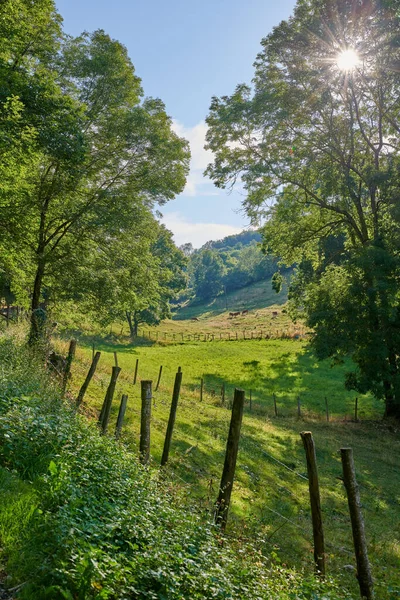 Landschapsbeeld Van Landelijk Gelegen Boerderij Met Gras Gevoederd Koeien Grazen — Stockfoto