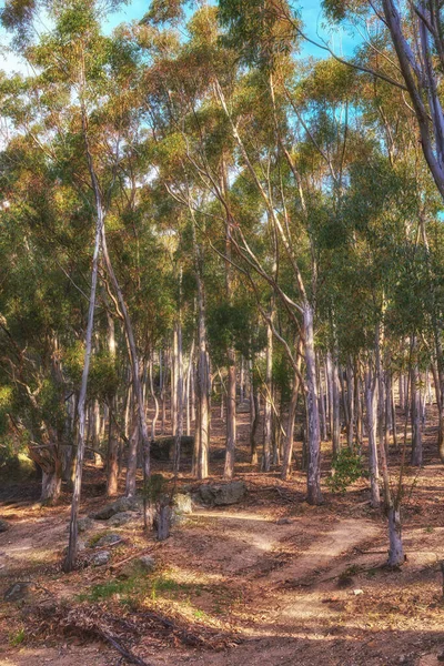 Beautiful Bright Forest Lush Green Trees Vibrant Spring Day Landscape — Fotografia de Stock