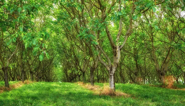 English Walnut Trees Growing Rows Lush Green Remote Agriculture Countryside — Foto de Stock