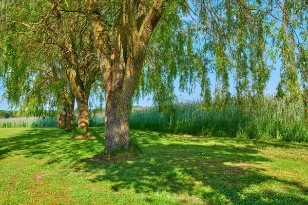 Garden Green Nature View Large Trees Flowers Plants Park Background — Stock Photo, Image