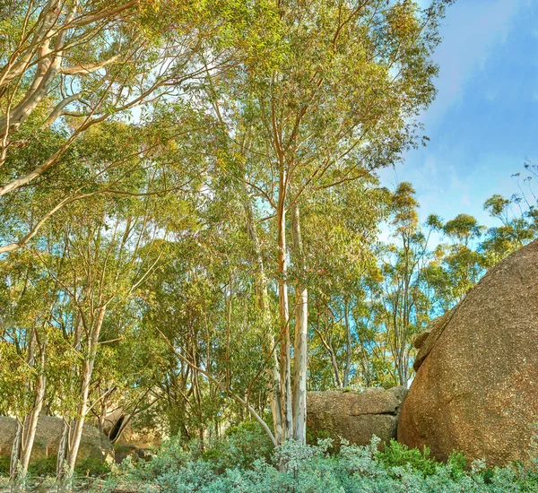 Landscape View Plants Boulders Trees Nature Forest Blue Sky Summer — Stock Fotó
