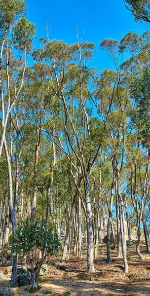 Beautiful tall trees growing in nature on sunny day. Green leaves on tree branches on a tranquil mountain in Cape Town, South Africa. Greenery in the wild, a forest of serene beauty and harmony.