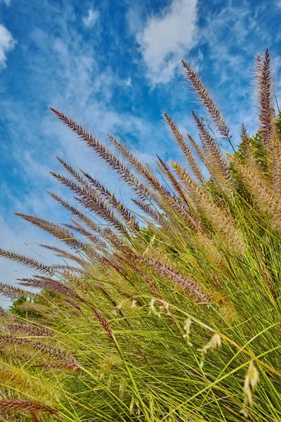 Crimson Purple Fountain Grass Cenchrus Setaceus Growing Field Outdoors Cloudy —  Fotos de Stock
