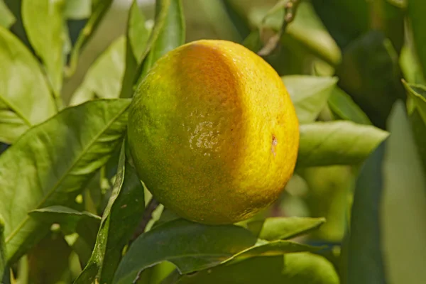 Closeup Ripening Lemon Growing Tree Yard Organic Agriculture Orchard Farm — Fotografia de Stock
