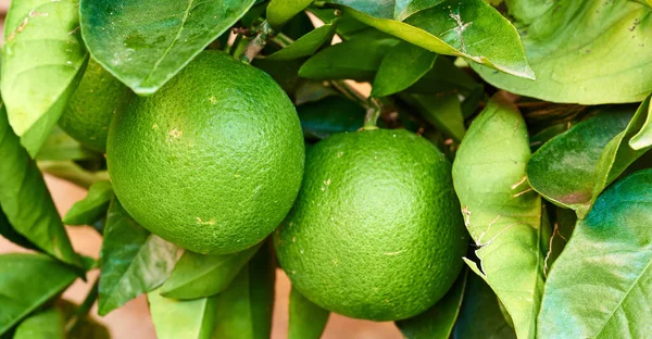 Two Ripening Limes Growing Tree Yard Organic Agriculture Orchard Farm — Fotografia de Stock