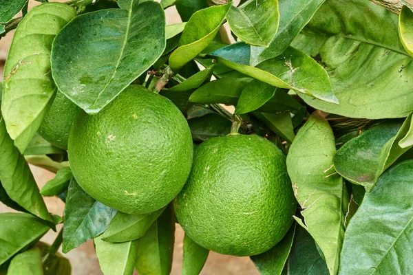Closeup Limes Growing Trees Nursery Farm Summer Citrus Fruit Helps — Fotografia de Stock