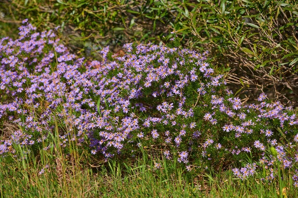 Krásná Příroda Nastavení Barevných Květin Během Jarního Dne Venku Zelená — Stock fotografie