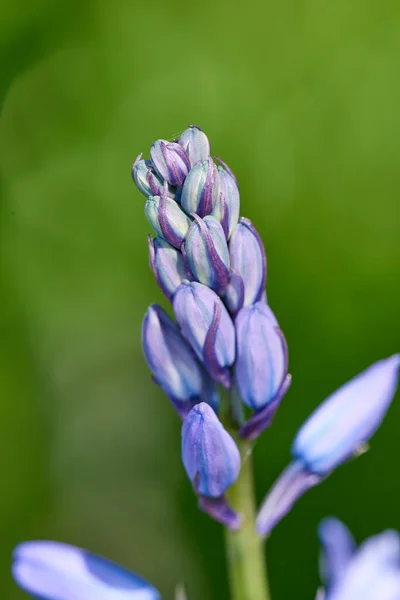 Bunte Lila Blumen Wachsen Einem Garten Makro Nahaufnahme Auf Geschlossenen — Stockfoto