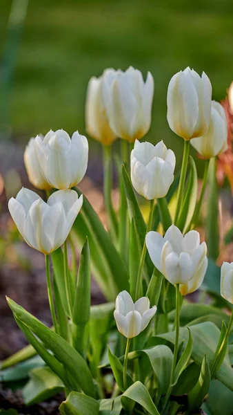Beyaz Lalelerin Büyümesi Çiçek Açması Çiçek Açması Yemyeşil Bir Çayırda — Stok fotoğraf