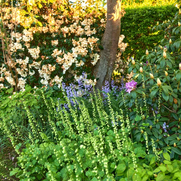 Landscape View Common Bluebell Flowers Growing Flowering Green Stems Private —  Fotos de Stock