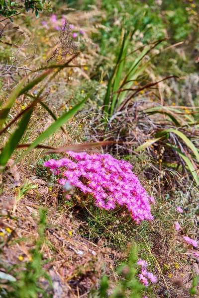Pembe Çiy Çiçekleri Dağ Yamacında Yetişen Yabani Otlar Güneşli Bir — Stok fotoğraf