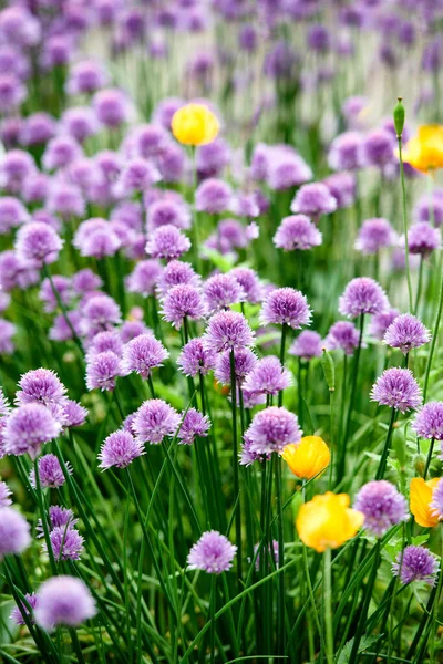 Barevné Fialové Květy Rostoucí Zahradě Detailní Záběr Pažitky Nebo Allia — Stock fotografie