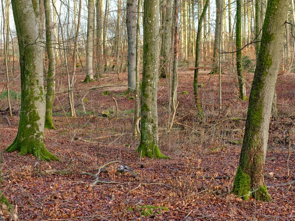 Erdőfák Ősszel Száraz Levelekkel Földön Alacsony Szögű Táj Sok Fatörzsek — Stock Fotó
