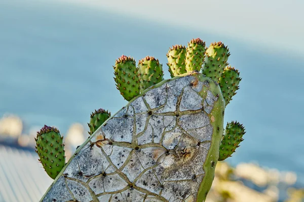 Closeup Prickly Pear Cactus Flowers Getting Ready Blossom Bloom Mexico — ストック写真