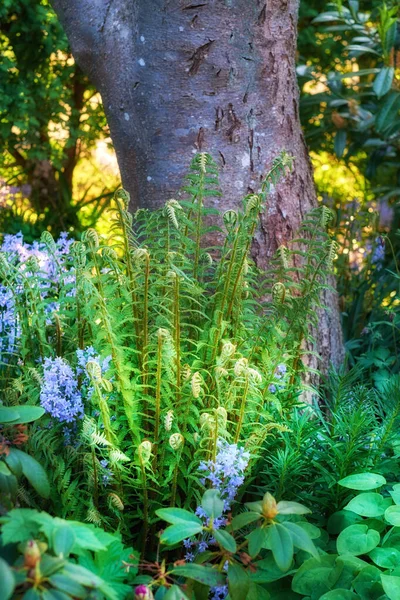 Mój Ogród Zbliżenie Bluebell Rośnie Zielonym Ogrodzie Przeciwko Pnia Drzewa — Zdjęcie stockowe