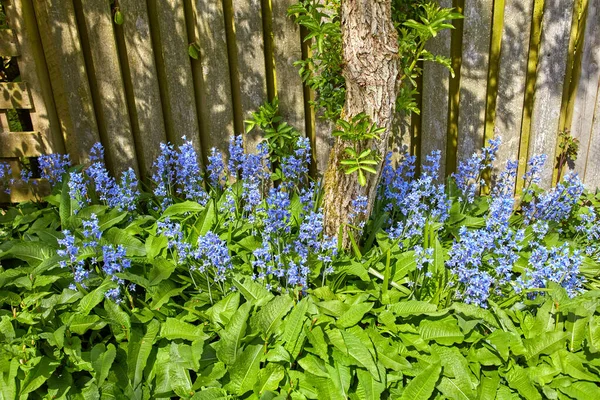 Bluebell Flowers Growing Lush Green Backyard Garden Summer Flowering Plants — Fotografia de Stock