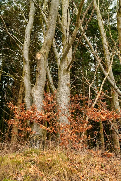 European Beech Plant Autumn Forest Woods Low Angle Nature Landscape — Fotografia de Stock