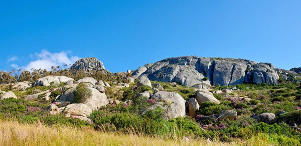 Purple Fynbos Growing Rocks Boulders Remote Countryside Environmental Nature Reserve — Stockfoto