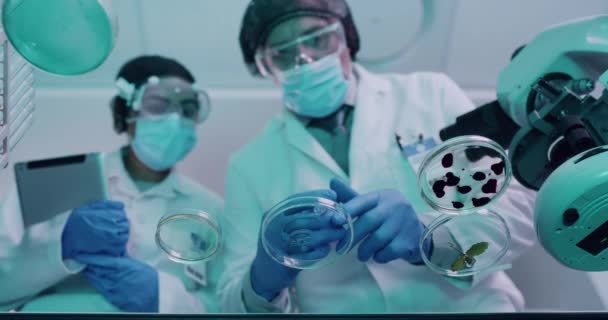 Twee Wetenschappers Modificeren Mengen Chemicaliën Petrischaaltjes Medisch Onderzoekslaboratorium Van Onderaf — Stockvideo