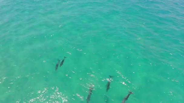 Video Drone Footage School Dolphins Swinging Ocean Sunny Day — Stockvideo