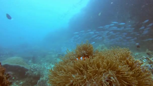 Video Footage Wonderful Fishes Live Deep Coral Reefs Raja Ampat — 비디오