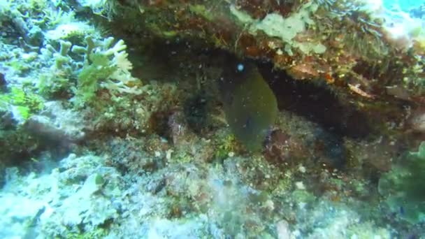 Video Footage Giant Moray Eel Resting Coral Reefs Raja Ampat — Stock video