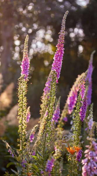 Colorful Foxglove Flowers Growing Ecological Nature Garden Closeup Beautiful Lush — Foto de Stock