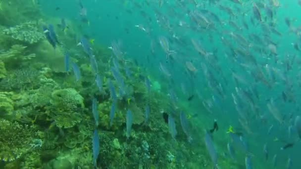 Video Footage School Scissortail Yellowtail Fusilier Fish Swimming Oceans Raja — Wideo stockowe