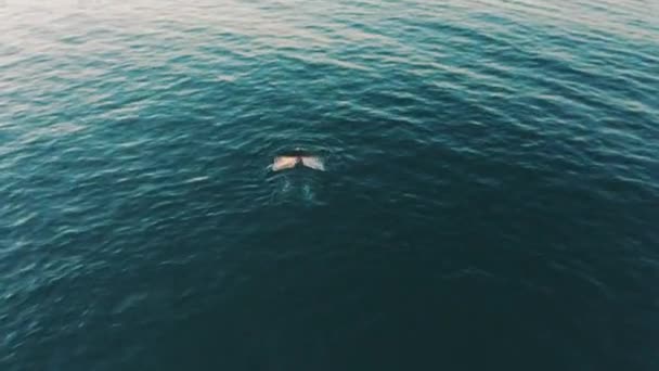 Aerial Drone Footage Whale Swimming Out Sea — стоковое видео