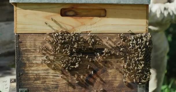 Video Footage Unrecognizable Male Beekeeper Working His Bee Farm — Vídeos de Stock