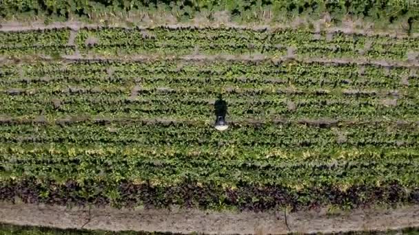 Videó Felvétel Egy Gazdáról Aki Táblagépet Használ Miközben Farmján Dolgozik — Stock videók