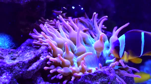 Slowmotion Video Tropical Plans Fish — Stock video