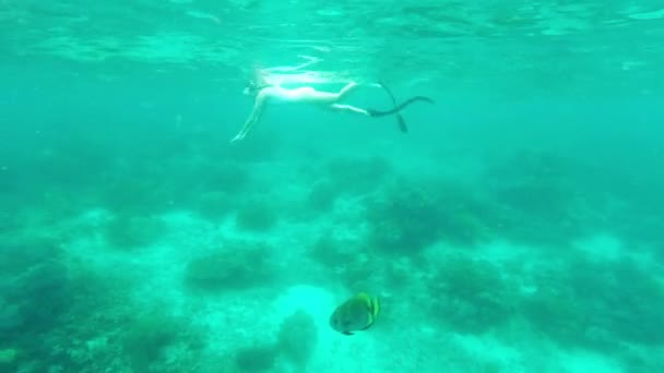 Imágenes Video Una Atractiva Joven Haciendo Snorkel Sola Los Arrecifes — Vídeo de stock