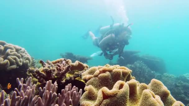 Video Footage Handsome Young Man Scuba Diving Coral Reefs Raja — 비디오