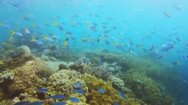 Video Záběry Různých Ryb Plavání Podél Korálového Útesu Raja Ampat — Stock video