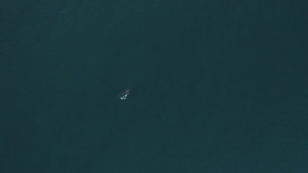 Aerial Drone Footage Whale Swimming Out Sea — Vídeos de Stock