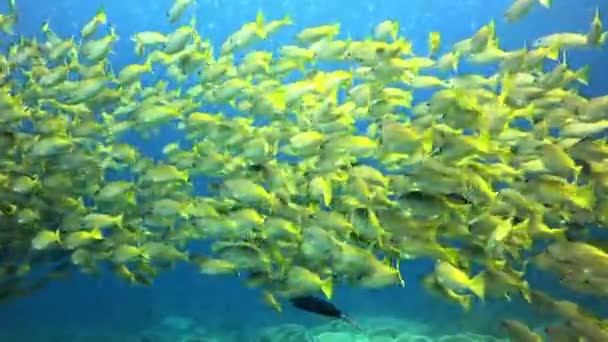 Vidéo Banc Poissons Nageant Dessus Récif Corallien Massif Intérieur Océan — Video