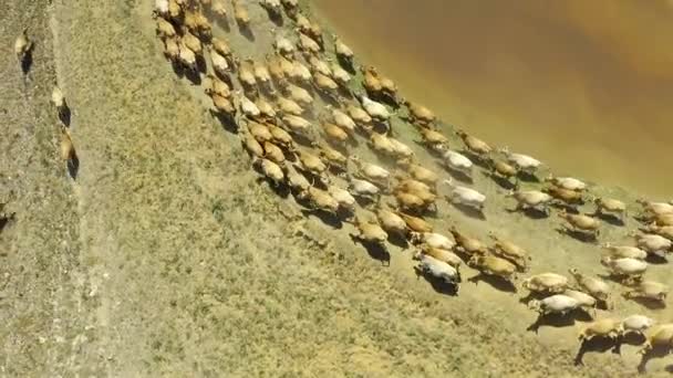 Drone Footage Herd Cows Surrounding Watering Hole Farm — Stok Video