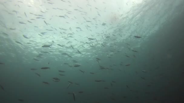 Video Footage School Fish Swimming Deep Oceans Raja Ampat Indonesia — 图库视频影像