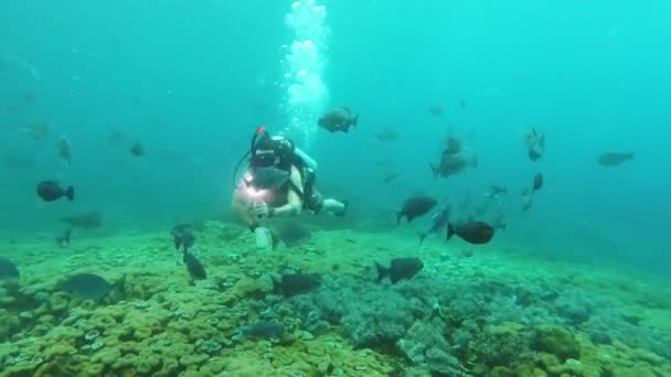 Video Footage Scuba Diver Recording Videos Fishes His Camera Underwater — Vídeo de stock