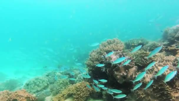 Filmagem Vídeo Uma Escola Fuzileiros Tesoura Nadando Entre Recifes Coral — Vídeo de Stock