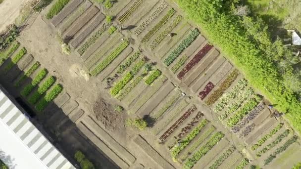 Drone Video Footage Farmers Working Lush Thriving Farm — Video