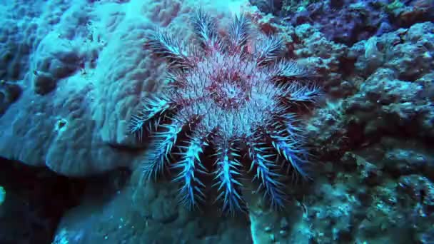 Video Footage Crown Thorns Starfish Underwater — Stock video