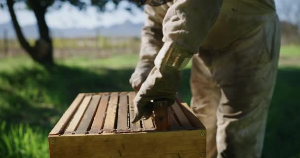 Video Footage Unrecognizable Male Beekeeper Working His Bee Farm — Vídeos de Stock