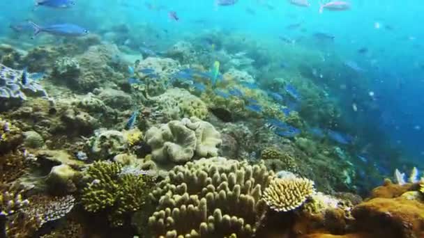 Video Footage Variety Different Fishes Swimming Coral Reef Raja Ampat — 비디오